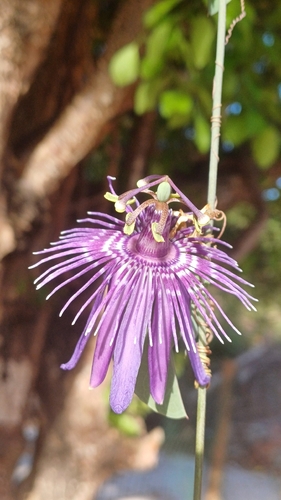 Passiflora subrotunda