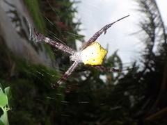 Argiope appensa
