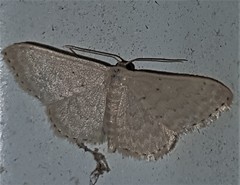 Idaea eretmopus