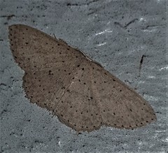 Cyclophora turneri