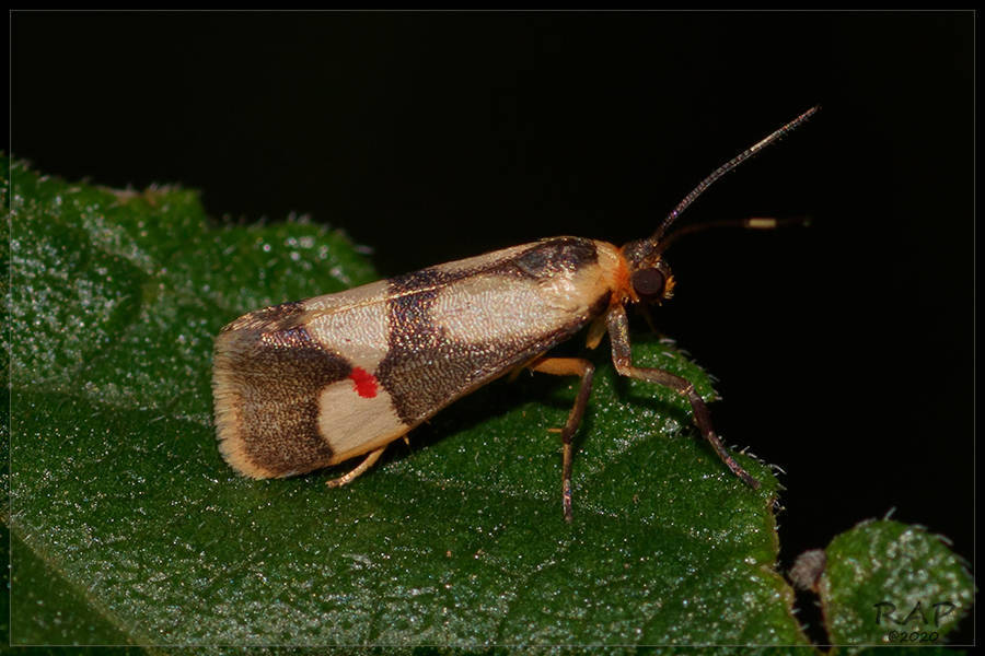 Nodozana coresa