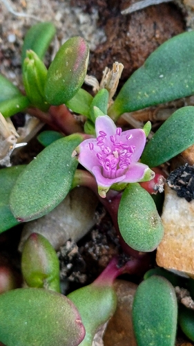 sea purslane