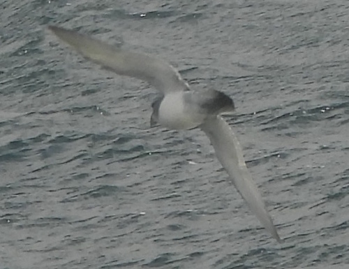 iNaturalist image