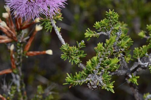 Melaleuca jonesii, photograph 3