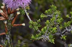 Melaleuca jonesii, photograph (c) James (Jim) Duggan, some rights reserved (CC BY-SA)