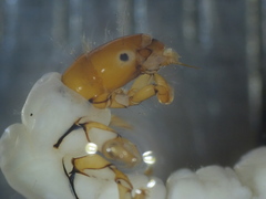 Phylocentropus