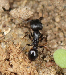 Tetramorium solidum