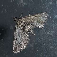 Sufetula hemiophthalma