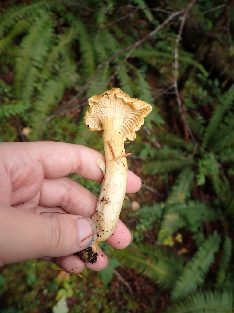 Cantharellus formosus · November 2025 · photo: © elik03 (iNaturalist, cc-by)