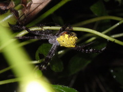 Argiope appensa