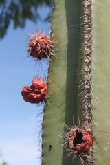 Lophocereus marginatus