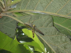 Valanga