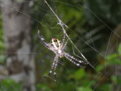 Argiope appensa