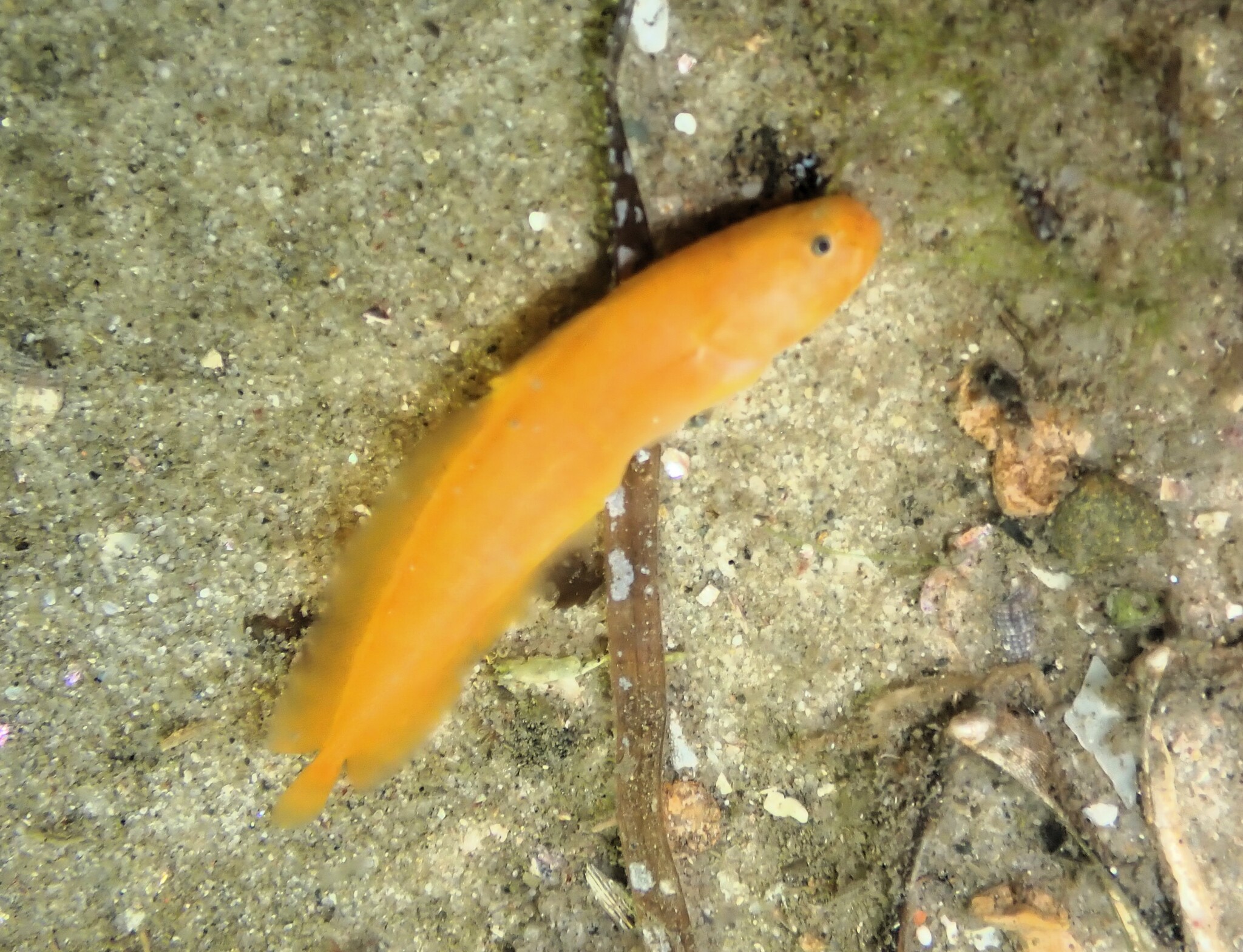 Littoral Cusk photo 5