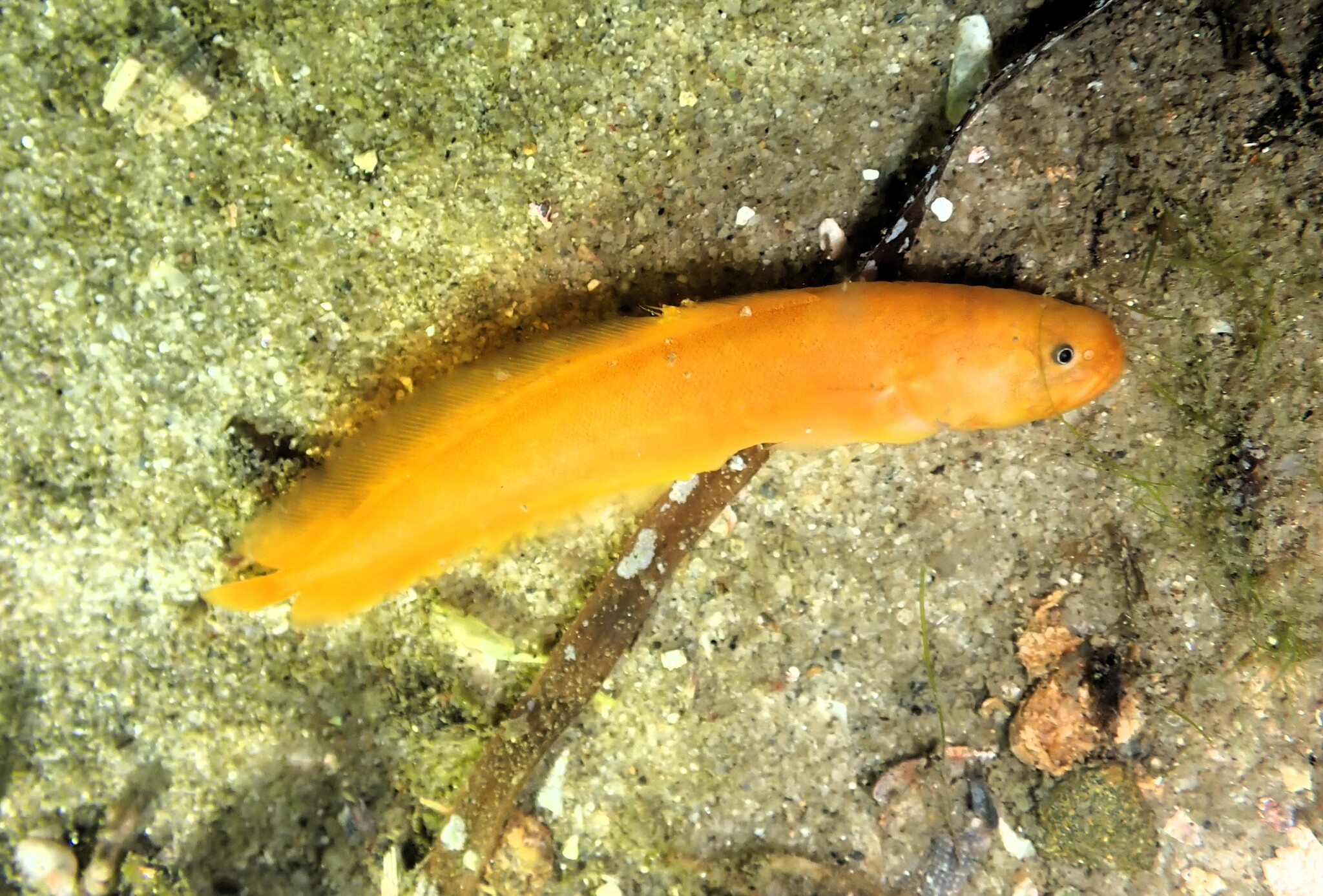 Littoral Cusk photo 4