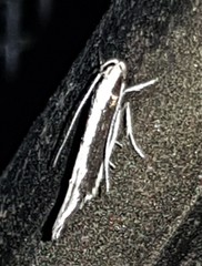 Macrenches eurybatis