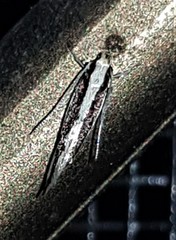 Macrenches eurybatis