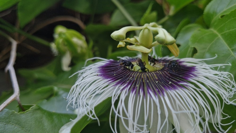 Passiflora edulis