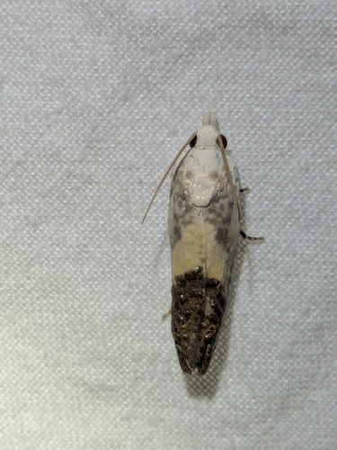 Giant Eucosma Moth photo 4