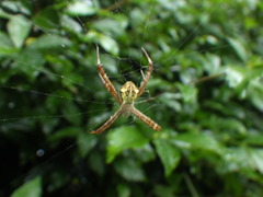 Argiope