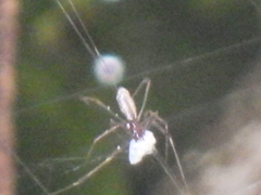 Pholcidae