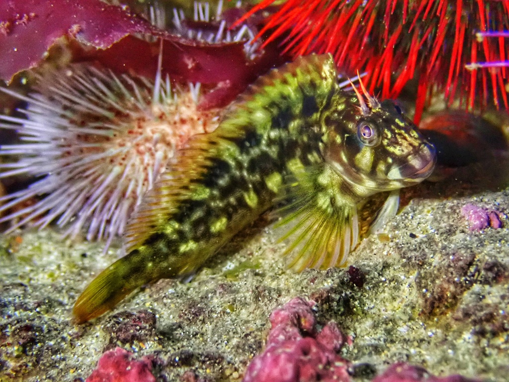 Horned Blenny