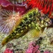 Tasmanian Blenny - Photo (c) markgrtdixon, some rights reserved (CC BY-NC), uploaded by markgrtdixon