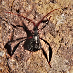 Acanthocephala declivis
