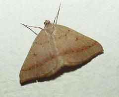 Palaeaspilates inoffensa