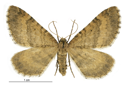 Dull brown looper photo 3