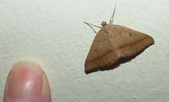 Palaeaspilates inoffensa