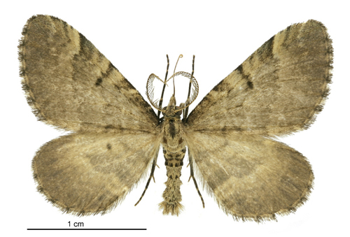 Dull brown looper photo 5