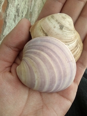 Eucallista purpurata