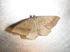 Palaeaspilates inoffensa