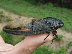 Cryptotympana aquila