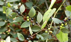 Ziziphus oenopolia