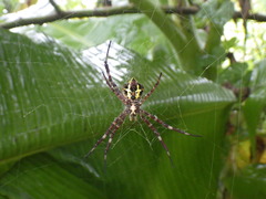 Argiope appensa