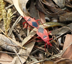 Probergrothius sanguinolens