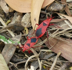 Probergrothius sanguinolens