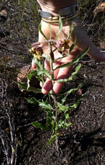 Pachycarpus dealbatus