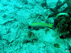 Diagramma melanacrum