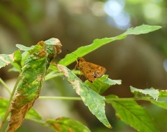 Oriens goloides