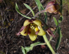 Pachycarpus dealbatus
