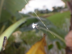 Argyrodes argentatus