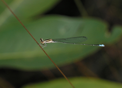 Aciagrion borneense