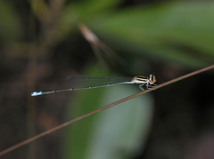 Aciagrion borneense