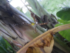 Argiope