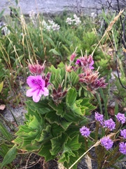 Pelargonium cucullatum cucullatum