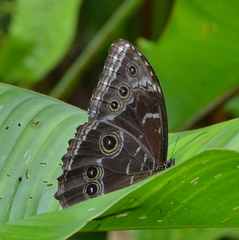 Morpho helenor image