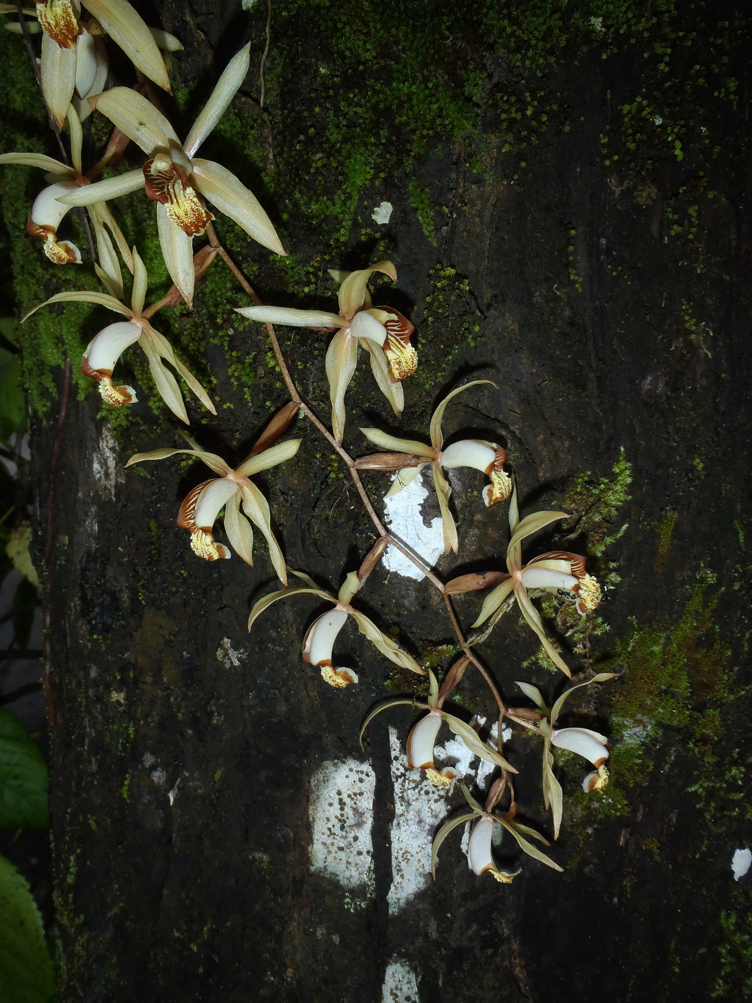 Imagem de Orquídea-veludo